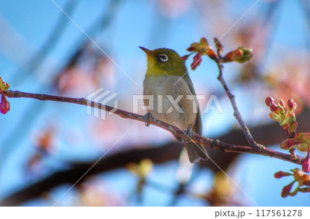 考えるメジロ 考えるメジロ 117561278