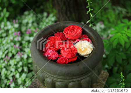 紅白のバラの花のコントラストが美しい花手水 117561670