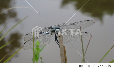 草に止まるシオカラトンボ 117562019