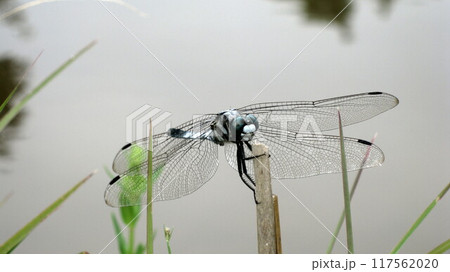 草に止まるシオカラトンボ 草に止まるシオカラトンボ 117562020