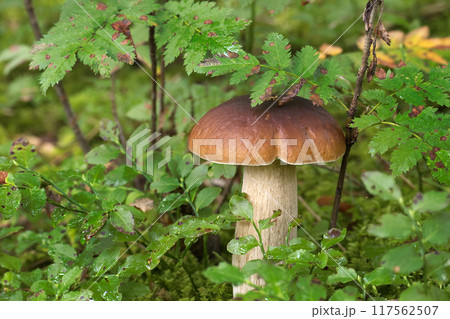 Wild cep mushroom growing in a lush green forest surrounded by leafy plants 117562507