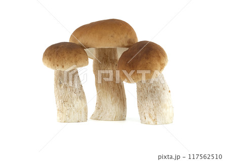 Fresh penny bun mushrooms on a white background presented in a group Fresh penny bun mushrooms on a white background presented in a group 117562510