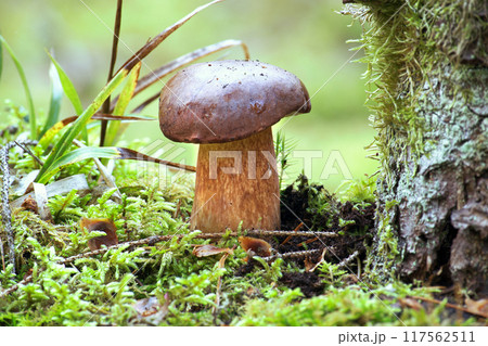 Pinewood king bolete mushroom growing in moss Pinewood king bolete mushroom growing in moss 117562511