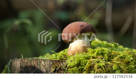 Close-up of a bay bolete mushroom growing on a mossy forest log Close-up of a bay bolete mushroom growing on a mossy forest log 117562516
