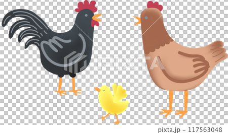 Chicken Family, Rooster, Hen and Chick Illustration Vector Chicken Family, Rooster, Hen and Chick Illustration Vector 117563048