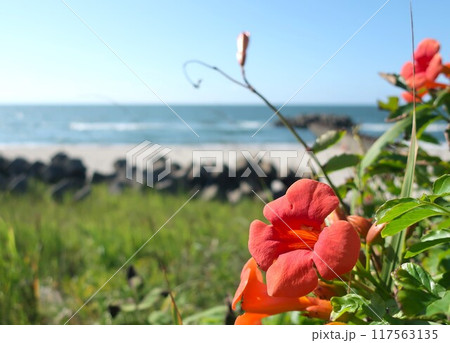 海岸に咲く花　爽やかな夏の風景 117563135