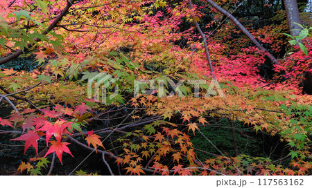 鮮やかな赤い色に染まる紅葉の箕面公園 鮮やかな赤い色に染まる紅葉の箕面公園 117563162