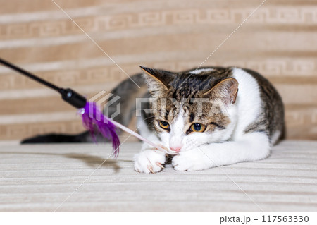 A playful cat is happily playing with a feather toy on a couch A playful cat is happily playing with a feather toy on a couch 117563330