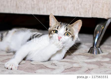 A fluffy cat is comfortably laying on a soft rug beneath a couch 117563331