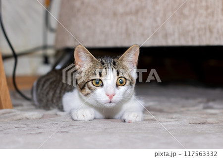 A cat lies on the floor under a couch, looking at the camera A cat lies on the floor under a couch, looking at the camera 117563332
