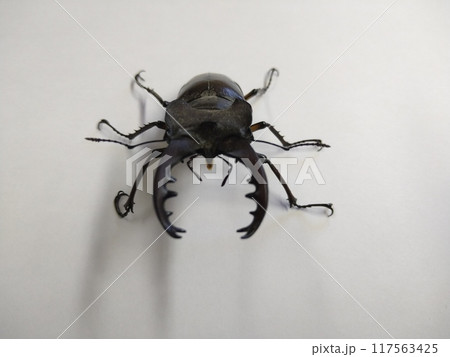 ミヤマクワガタ(オス) ミヤマクワガタ(オス) 117563425