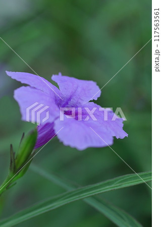 可憐なムラサキルリエル 117563561