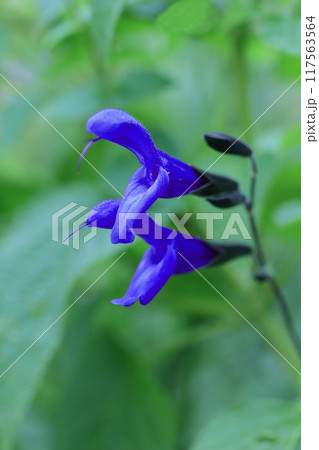 野に咲くサルビアガラニチカ 117563564