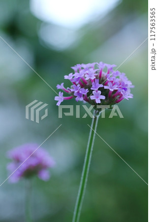 野原に咲くヤナギハナガサ 117563565