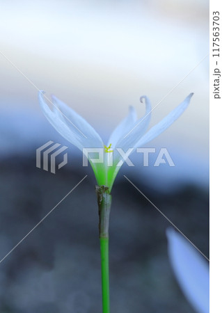 秋の光を浴びるタマスダレの花 秋の光を浴びるタマスダレの花 117563703