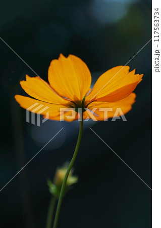 オレンジ色のキバナコスモスの花をクローズアップした写真 オレンジ色のキバナコスモスの花をクローズアップした写真 117563734