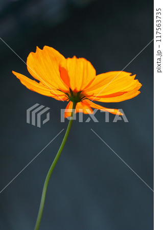 秋の野原に咲くキバナコスモスのオレンジ色の花 秋の野原に咲くキバナコスモスのオレンジ色の花 117563735