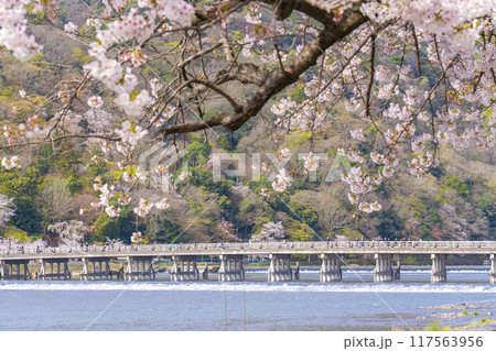 春の京都嵐山 満開の桜と渡月橋  春の京都嵐山 満開の桜と渡月橋  117563956
