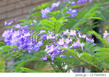 紫色のジャカランダの花 117564001