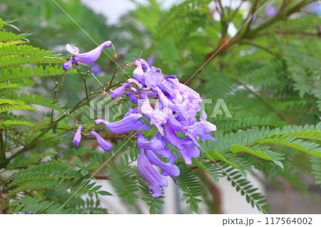 紫色のジャカランダの花 117564002
