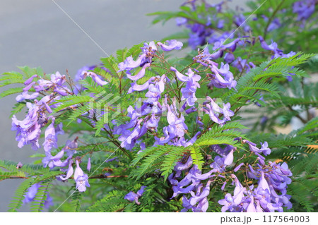 紫色のジャカランダの花 117564003