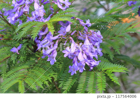 紫色のジャカランダの花 117564006