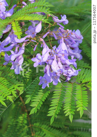 紫色のジャカランダの花 117564007