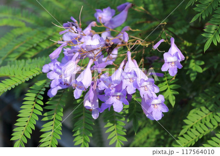 紫色のジャカランダの花 117564010