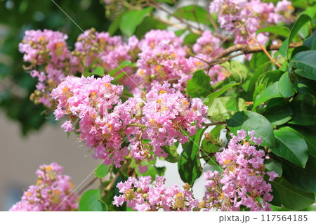 ピンク色のサルスベリ ピンク色のサルスベリ 117564185