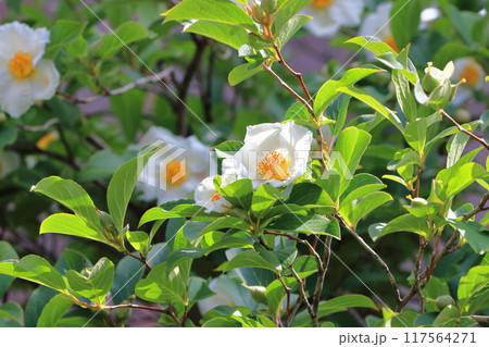 白い夏椿（ナツツバキ）の花　 117564271