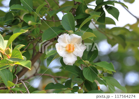 白い夏椿（ナツツバキ）の花　 117564274