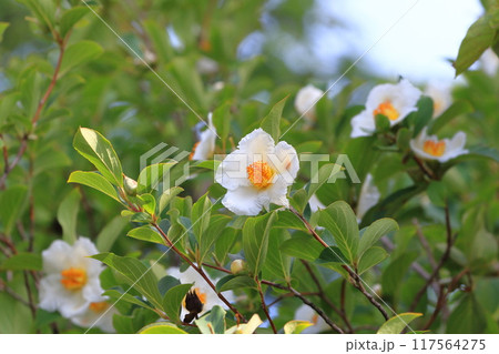 白い夏椿(ナツツバキ)の花 白い夏椿(ナツツバキ)の花 117564275