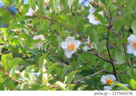 白い夏椿(ナツツバキ)の花  白い夏椿(ナツツバキ)の花  117564276