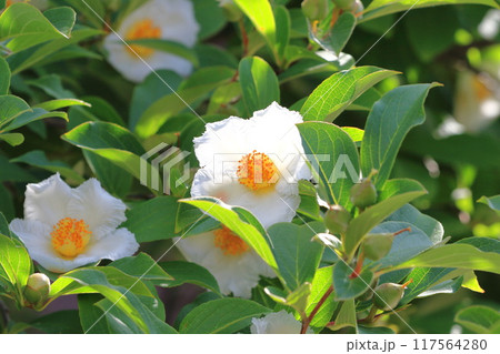 白い夏椿(ナツツバキ)の花 白い夏椿(ナツツバキ)の花 117564280