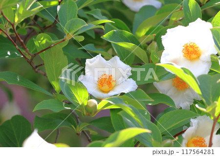 白い夏椿(ナツツバキ)の花 白い夏椿(ナツツバキ)の花 117564281