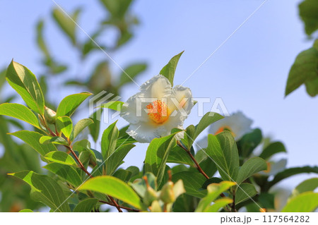 白い夏椿（ナツツバキ）の花　 117564282