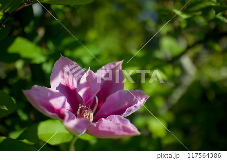 花開くクレマチス「ドクターラッペル」。花言葉は「精神の美」「旅人の喜び」「甘い束縛」。 117564386