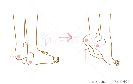 足のむくみ：むくみ解消運動イメージイラスト（ふくらはぎのストレッチ） 117564405