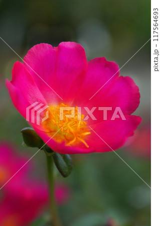 赤いマツバボタンのの花 117564693