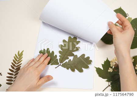 Hands holding a dried oak leaves making a herbarium 117564790