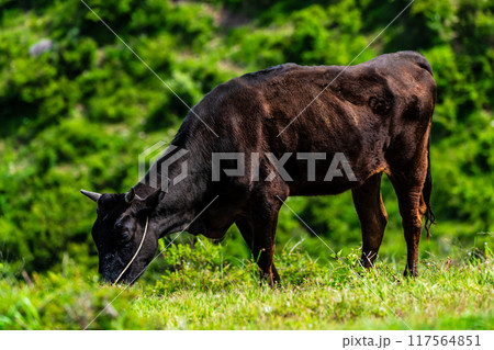 新緑の牧場の里あづま　黒毛和牛　【長崎県雲仙市】 117564851