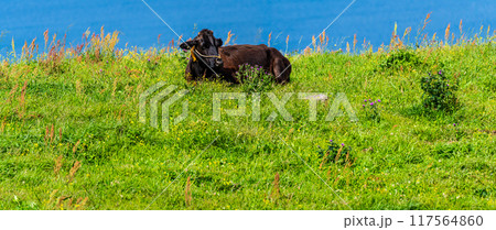 新緑の牧場の里あづま　黒毛和牛　パノラマ　【長崎県雲仙市】 117564860