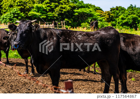 新緑の牧場の里あづま　黒毛和牛　【長崎県雲仙市】 117564867