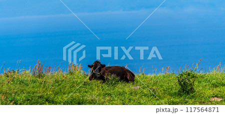 新緑の牧場の里あづま　黒毛和牛　パノラマ　【長崎県雲仙市】 117564871