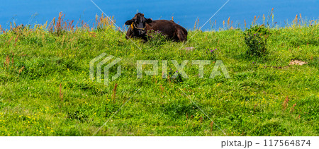 新緑の牧場の里あづま　黒毛和牛　パノラマ　【長崎県雲仙市】 117564874