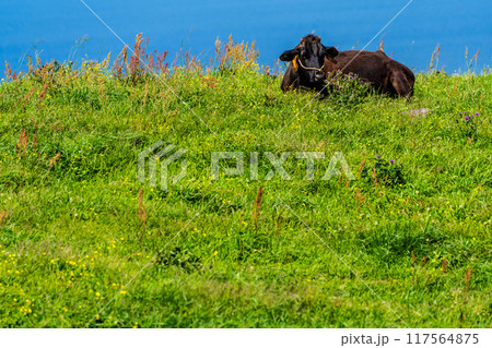 新緑の牧場の里あづま　黒毛和牛　【長崎県雲仙市】 117564875