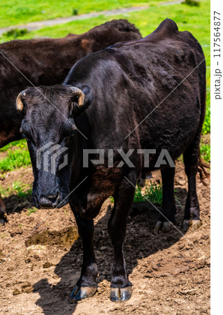 新緑の牧場の里あづま　黒毛和牛　【長崎県雲仙市】 117564877