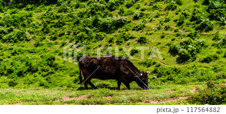 新緑の牧場の里あづま　黒毛和牛　パノラマ　【長崎県雲仙市】 117564882