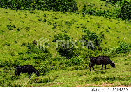 新緑の牧場の里あづま　黒毛和牛　【長崎県雲仙市】 117564889