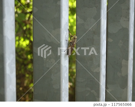 アブ アブ 117565066